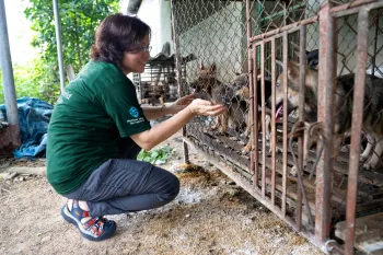 Dogs raised for meat in Viet Nam